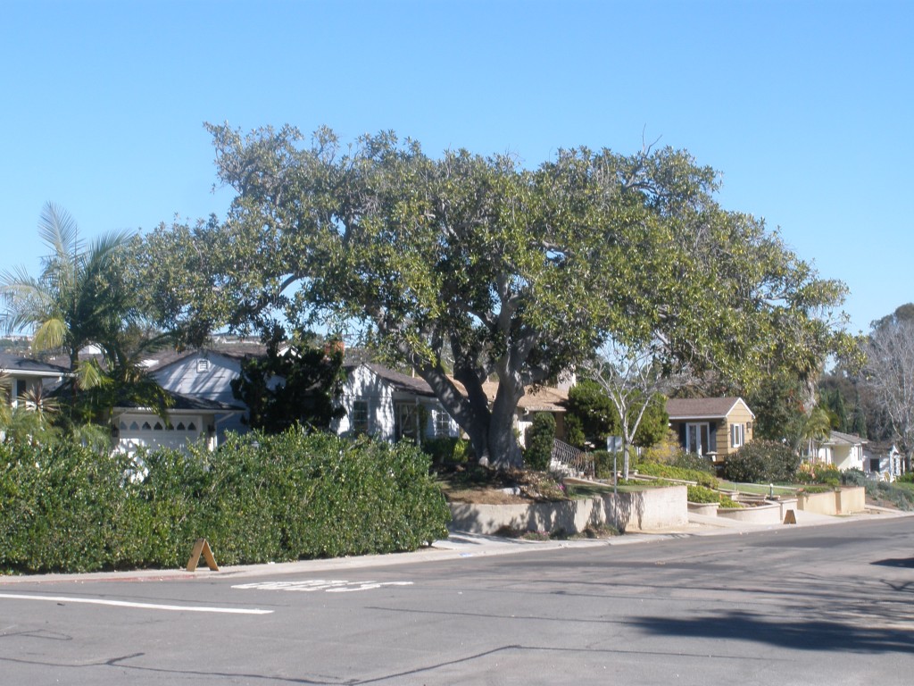 Moreton Bay Fig tree, 1922 Law Street.