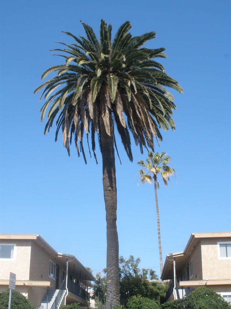 Palm from Mary Rowe lemon ranch, now in front of 1828-1840 1/2 Missouri