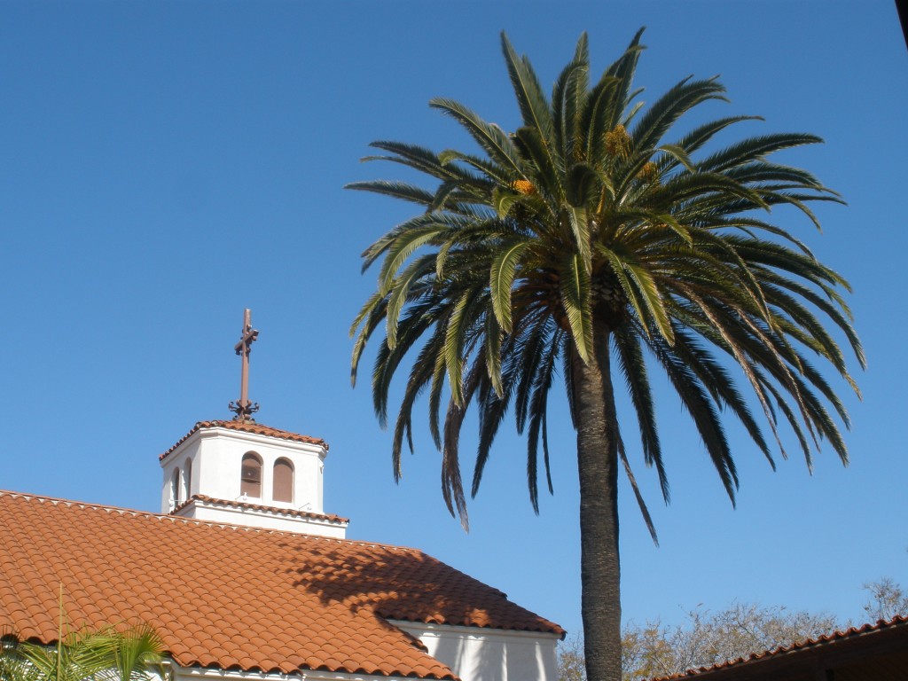 Phoenix canariensis in the patio of Pacific Beach Presbyterian Church