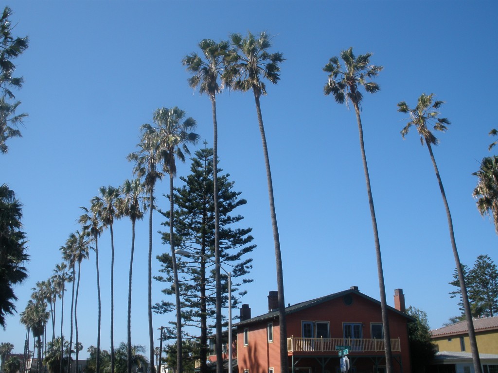 Palm trees along Pacific Beach Drive and Bayard Street